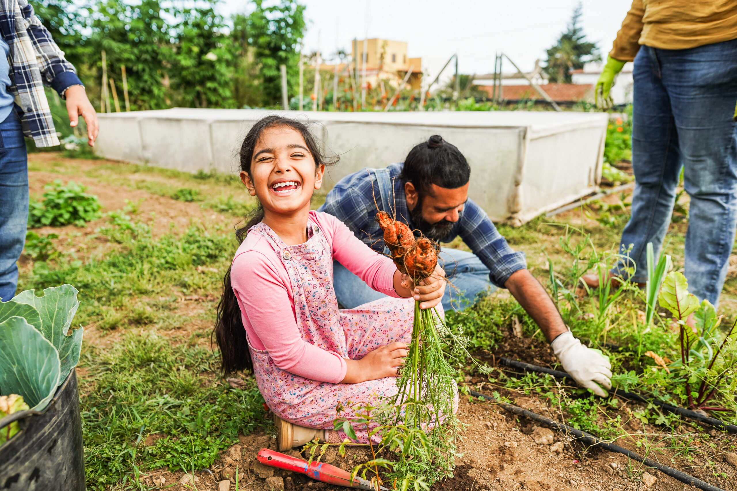Indian family picking up organic carrots from organic vegetables garden outdoor - Vegetarian, healthy food and education concept - Focus on kid face